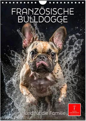 Produktbild von Französische Bulldogge - ein Hund für die Familie (Wandkalender 2025 DIN A4 hoch), CALVENDO Monatskalender