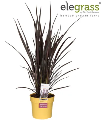 Image de Phormium Rubra Nana - 60-70cm - Ø19cm - Plante de jardin