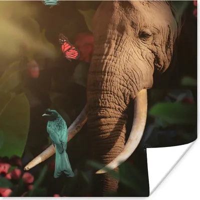 Produktbild von MuchoWow® Poster Tiere - Vogel - Elefant - Dschungel 100x100 cm - Babyzimmer