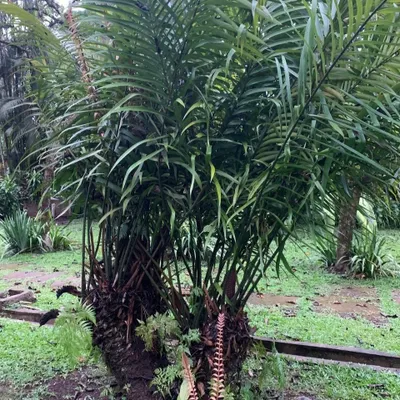 Immagine prodotto di Cycas curranii  - 1 seme germogliato