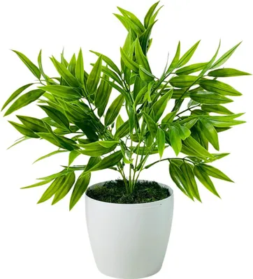 Obrázok produktu pre Umelá kvetináčová rastlina - Zelený ruscus 25 cm