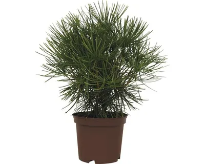 A potted pine tree on a white background.