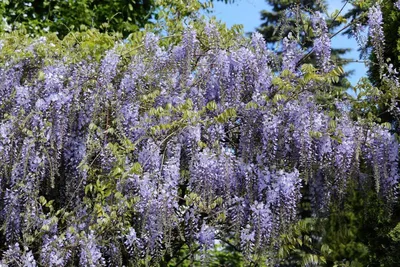 Produktbild von Pflanzensamen für schnellwüchsige blauviolette Schlingpflanze, bis 12m, 10 Samen