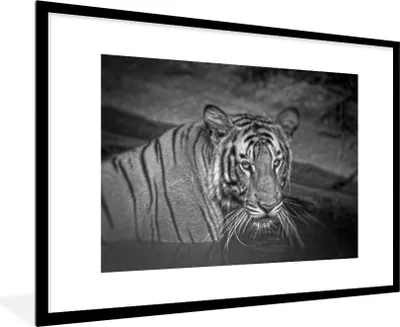 Produktbild von MuchoWow® Gerahmtes Poster Tiger - Wasser - Schwarz - Weiß 90x60 cm - Poster mit Schwarzem Bilderrahmen Wandposter Rahmen Foto Bilder - Wanddekoration - Fotos
