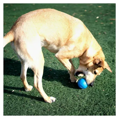 Produktbild von Orbee-Tuff Squeak - Quietschball für Hunde - Spielzeug zum Apportieren - Blau