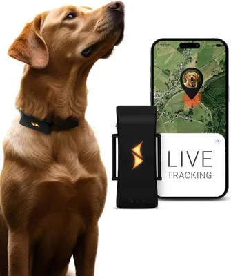 Image de Traceur GPS pour chiens et chats