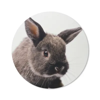 Produktbild von MuchoWow® Mauspad Mousepad Kaninchen - Haustier - Porträt 20x20 cm - Mousepads - Maus Mat - Pad - Mausunterlage - Schreibtischmatte