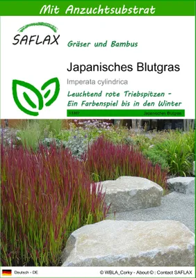 Produktbild von SAFLAX - Japanisches Blutgras - Imperata cylindrica - 50 Samen - Mit keimfreiem Anzuchtsubstrat