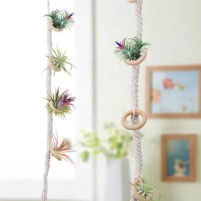 Produktbild von Hängende Luftpflanzenhalter Hängende Luftpflanzenhalter Tassel Plant Hanger Tissue Weave Hanging Garden Tool
