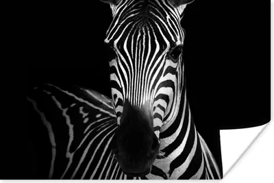 Produktbild von MuchoWow® Poster Zebra - Schwarz - Weiß - Tiere 60x40 cm - Schlafzimmerdekoration