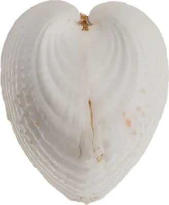 Produktbild von Lunulicardia hemicardia ca. 4cm | Herzmuschel