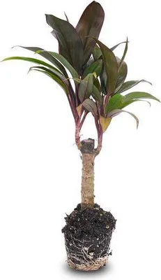 Image de Mini-palmier Cordyline fruticosa Purple Compacta - Plante de terrarium - Ø6cm
