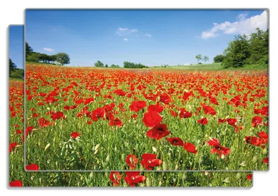 Produktbild von Wallario Frühstücksbrettchen 2er Set aus Glas, je 20 x 30 cm, mit rutschfesten Füßen, Motiv Mohnblumenfeld- rote Blumen unter blauem Himmel