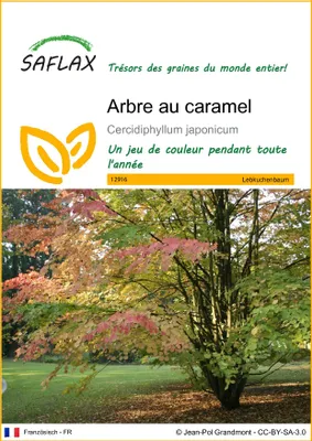 Image de SAFLAX  - Arbre au caramel - 200 graines - Cercidiphyllum