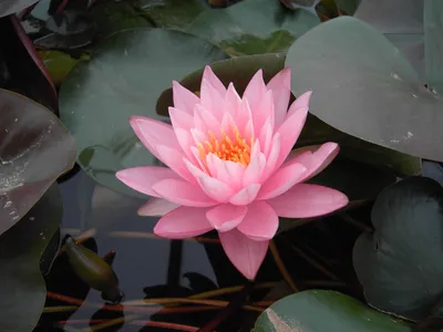Produktbild von Nymphaea odorata 'Rosennymphe', Seerose, rosa, ca. 11x11 cm Topf