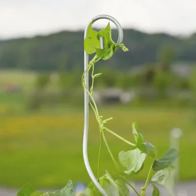 Produktbild von Pflanzstab Floraself Tomatenspiralstab mit Haken ca. 180 cm Tomatenstab