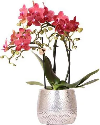 Obrázok produktu pre Orchidea Phalaenopsis „Red Congo“ s kvetináčom Elite, priemer 9 cm, výška 40 cm, kvitnúca dekorácia
