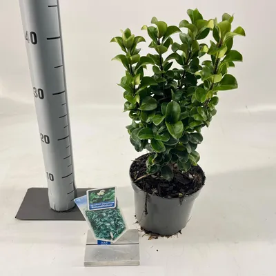 Obrázok produktu pre Ligustrum jap. ‚Rotundifolium‘ – liguster | 25–30 cm v črepníku