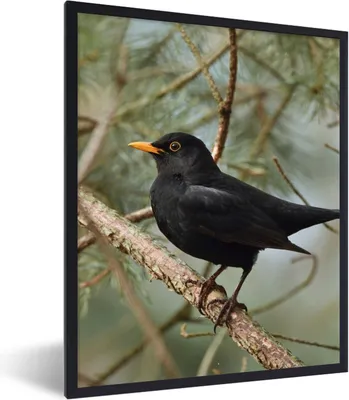 Produktbild von MuchoWow® Gerahmtes Poster Vogel - Amsel - Zweige - Tiere 60x80 cm - Poster mit Schwarzem Bilderrahmen Wandposter Rahmen Foto Bilder - Premium - Wanddeko Wohnzimmer