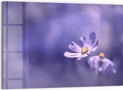 Produktbild von DEQORI Glasbild Echtglas 90x60 cm 'Lilablütenzauber' Wandbild Bild modern Deko