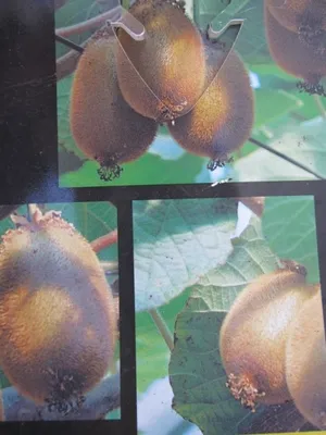 Produktbild von Actinidia chinensis Jenny - selbstfruchtende Kiwi Jenny 80-100