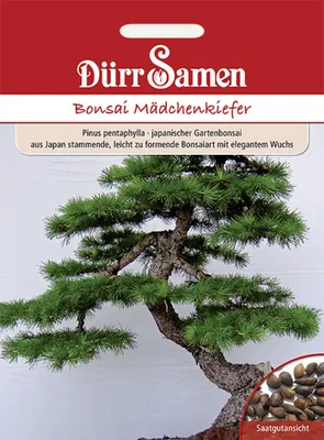 Produktbild von Dürr-Samen - Bonsai-Samen Mädchen-Kiefer elegant und leicht zu formen - Saatgut - 1893