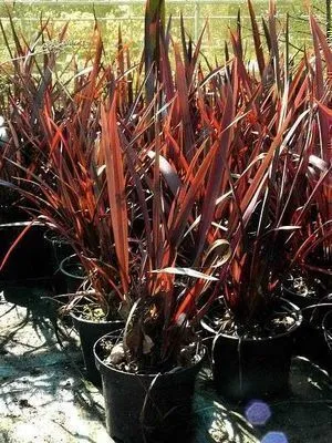 Produktbild von 6 x  Phormium tenax 'Purpureum' - Neuseelandflachs - Topf 9 x 9 cm