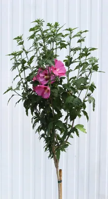 Produktbild von Garteneibisch Hibiscus - Woodbridge - Blüte rot / rosa Hochstamm 80 - 100 cm