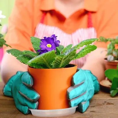 Produktbild von Runde Blumentöpfe mit Untersetzern - 20 Stück - transparent - Kunststoff
