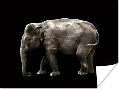 Produktbild von MuchoWow® Poster Elefant - Wilde Tiere - Schwarz 120x90 cm - Wandbild