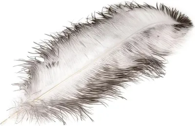 Produktbild von Echte Straußenfeder Natur Weiß 30–60 cm | Deko Feder groß zum Basteln, Hochzeit, Fasching, Boho-Deko