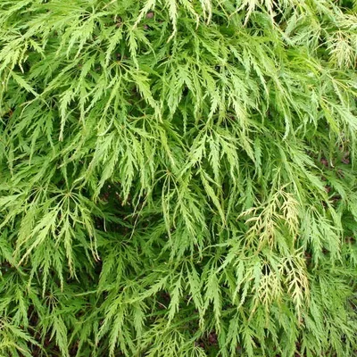 Obrázok produktu pre Javor drážkovaný zelený - Acer palmatum 'Dissectum' | 50-60 cm v kontajneri