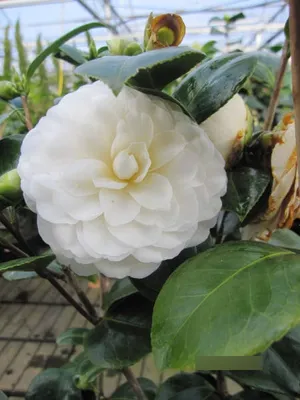 Produktbild von Japanische Kamelie Jose Marques Loureiro - Camellia japonica Jose Loureiro