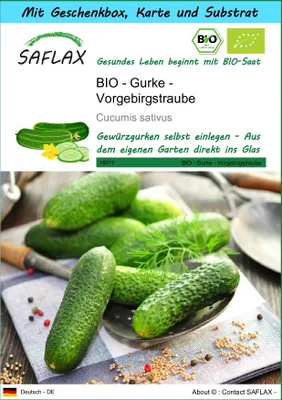 Produktbild von SAFLAX - Geschenk Set - BIO - Gurke - Vorgebirgstraube - 15 Samen - Mit Geschenk- / Versandbox, Versandaufkleber, Geschenkkarte und Anzuchtsubstrat - Cucumis sativus