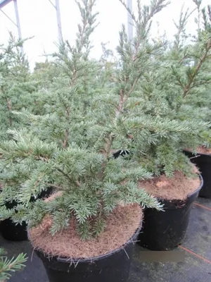 Produktbild von Blaue Zwerg-Hemlocktanne - Tsuga mertensiana Glauca - 30-40