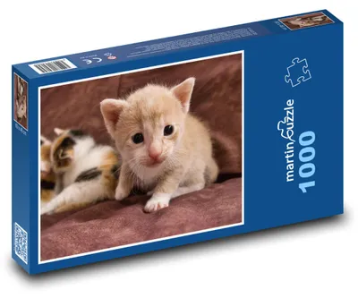 Obrázek produktu pro martinpuzzle - Puzzle 1000 - Koťátko
