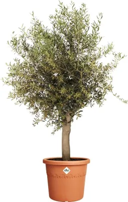 Produktbild von Elho Blumentopf Algarve Cilindro Ø 48 x 40 cm terra