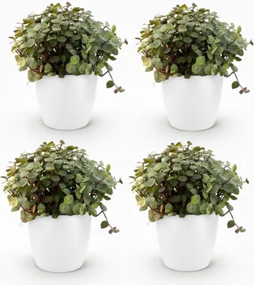 Obrázok produktu pre Calissia repens, sada 4 ks, rastliny v bielom crepníku (priemer 12cm), výška