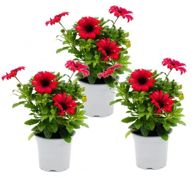 Produktbild von Kapkörbchen - Osteospermum ecklonis - 11cm Topf - Set mit 3 Pflanzen - rot