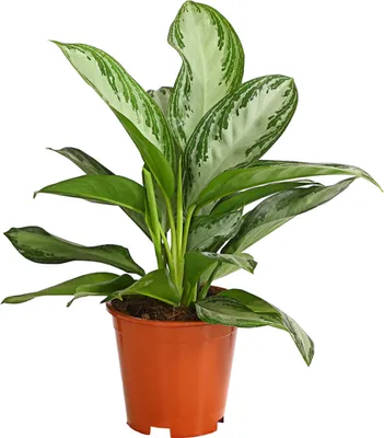 Produktbild von Dehner Kolbenfaden Silver Bay, Aglaonema commutatum, silbrig-grünes Blattwerk, 50-60 cm inkl. Pflanztopf, Ø Topf 17 cm, Zimmerpflanze