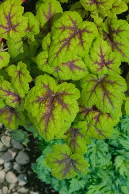 Produktbild von Heucherella 'Stoplight', Schaumglöckchen, gelb-rot, ca. 9x9 cm Topf