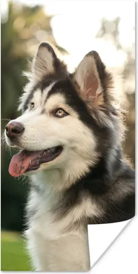 Produktbild von MuchoWow® Poster Husky im Park 60x120 cm - Wandschmuck