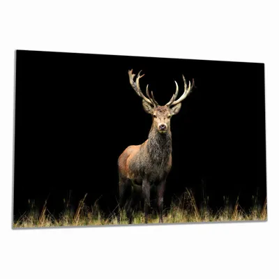 Produktbild von Wallario Herdabdeckplatte aus Glas, Größe 80 x 52 cm 1-teilig, Motiv Stattlicher Rothirsch
