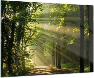 Produktbild von Bilder auf glas - Wald Baum Natur - 100x70cm - Glasbilder - Wandbilder - Kunstdruck - zum Aufhängen bereit - Wanddekoration aus Glas - Glas Bilder - Wandbild auf Glas - Einteilig - GAA100x70-3661