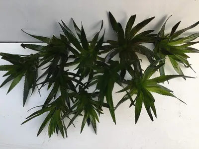 Productafbeelding van Rivierschaar planten - Drijvende vijverplanten - Vijver decoreren - Winterharde zwemplant - 5 stuks - Groen