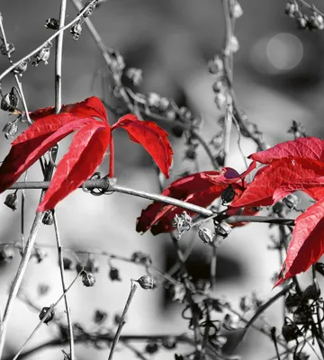 Produktbild von Fototapete - Red Leaves on Black 225x250cm - Vliestapete