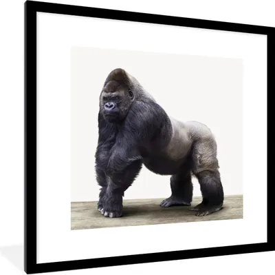 Produktbild von MuchoWow® Gerahmtes Poster Gorilla - Tiere - Jungen - Mädchen - Kinder 40x40 cm - Poster mit Schwarzem Bilderrahmen Wandposter Rahmen Foto Bilder - Poster - Plakat im Rahmen