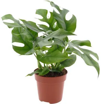 Produktbild von Monstera Minima Fensterblatt Ø12cm ↕25cm Tropische Kletterpflanze Pflegeleicht