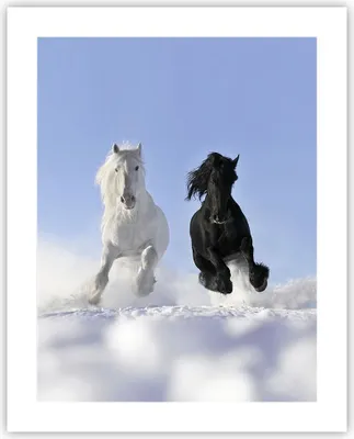Produktbild von Poster - Poster ohne Rahmen - Tiere Schönheit Wettbewerb - 40x50 cm - Wand Bild - Wanddeko - Wandbilder - Kunstposter - Wandposter - Bilder - Kunstdruck - Wanddekoration - Wandbild - P2XPA40x50-2179