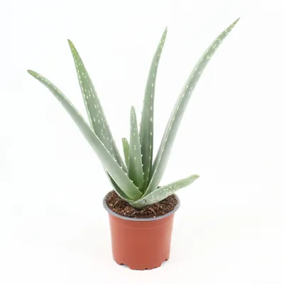 Produktbild von Aloe Vera 30 cm Zimmerpflanze